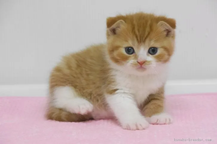 ID:1605-00594の子猫