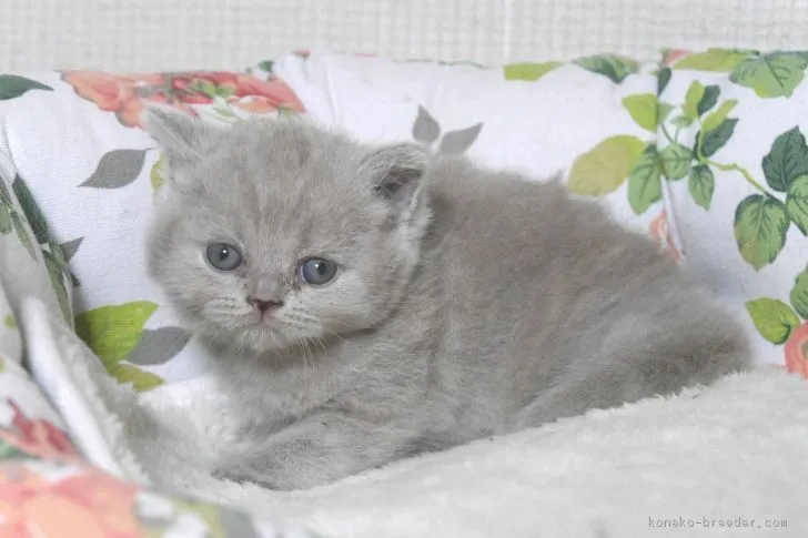 ID：1809-00187の子猫