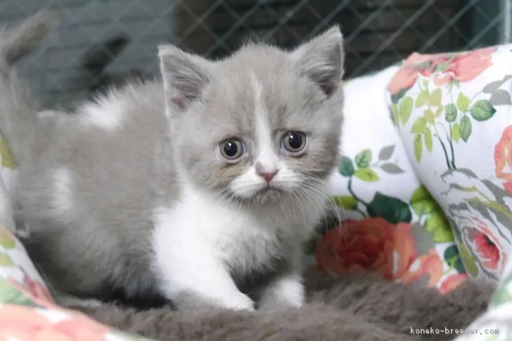 ID：1711-00513の子猫