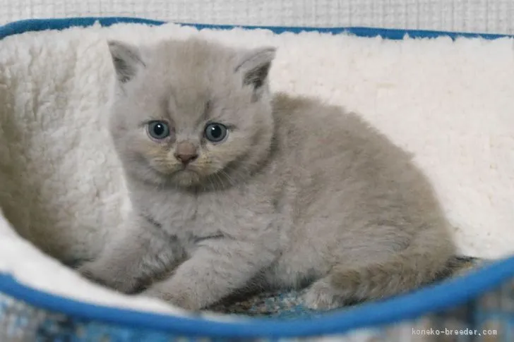 ID：1905-00552の子猫