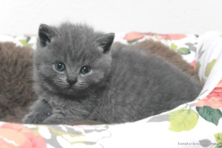 ふぅ 様のお迎えした子猫