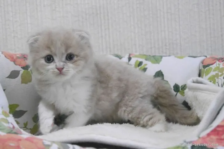 ID：1807-01599の子猫