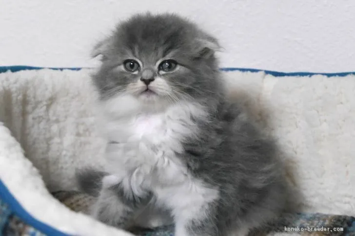 ID：1908-01481の子猫