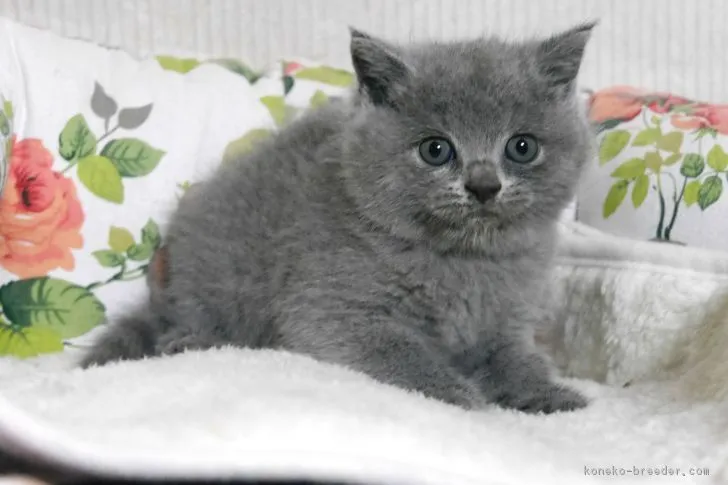 ID:1808-00540の子猫