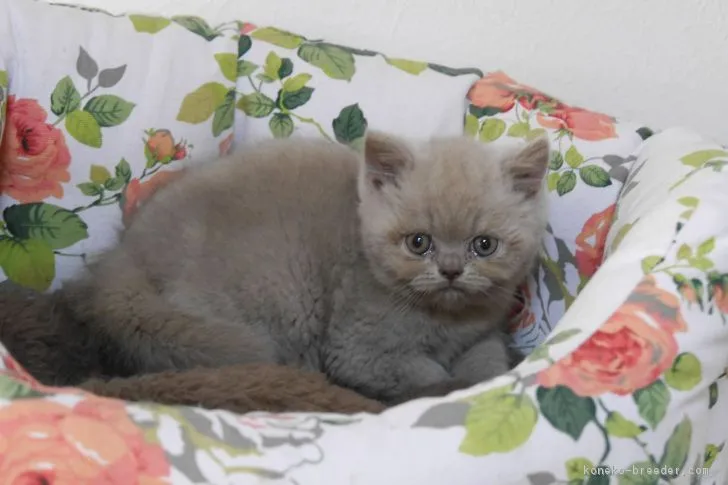 ID:1802-00677の子猫