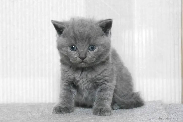 ID：1805-01238の子猫