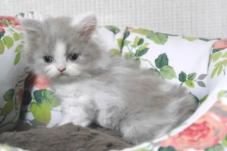 ID：1806-00647の子猫