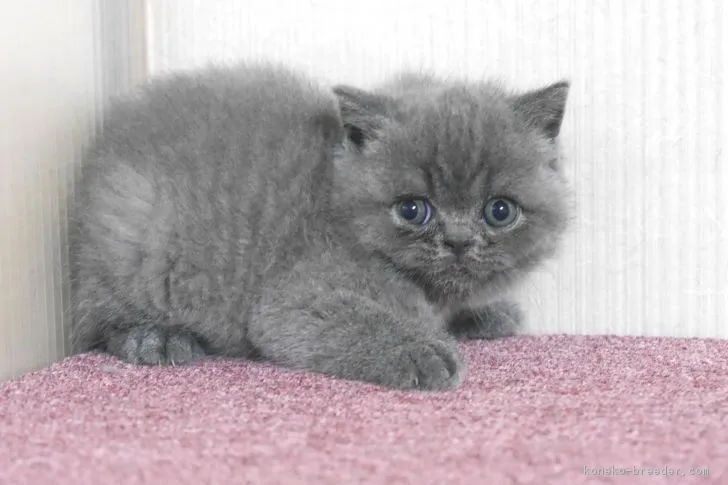 ID：1811-01151の子猫