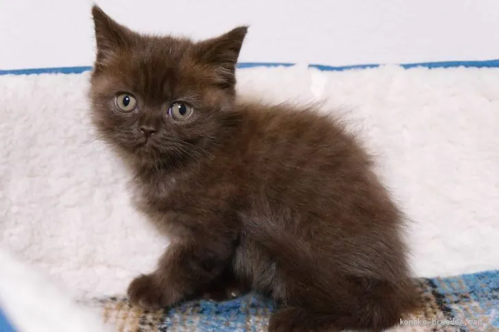 ID：2012-00575の子猫