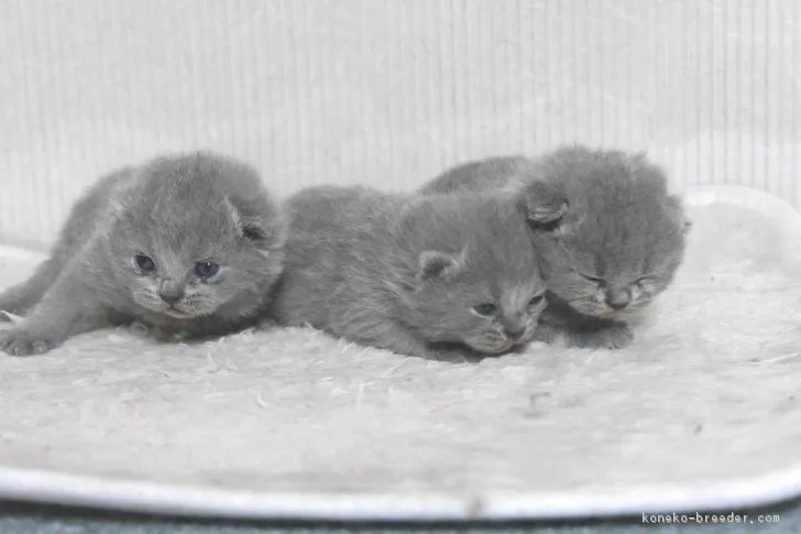 ID:1705-01032の子猫