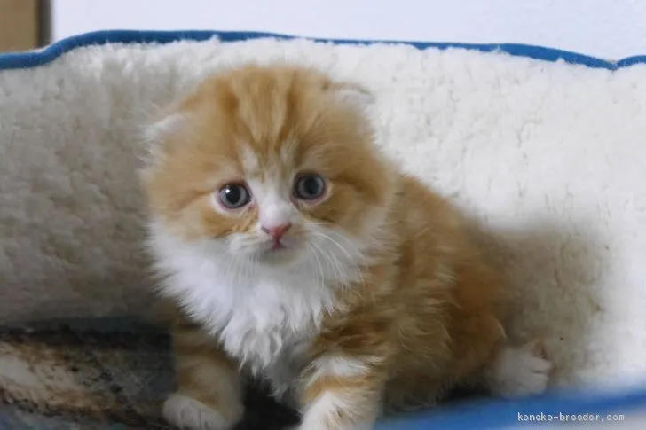 ID：1907-01440の子猫