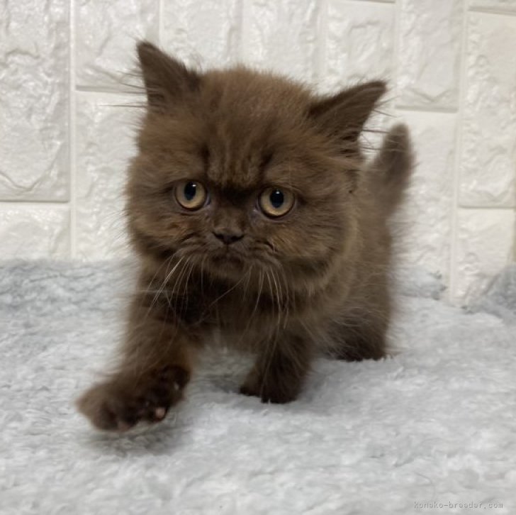 M.I 様のお迎えした子猫