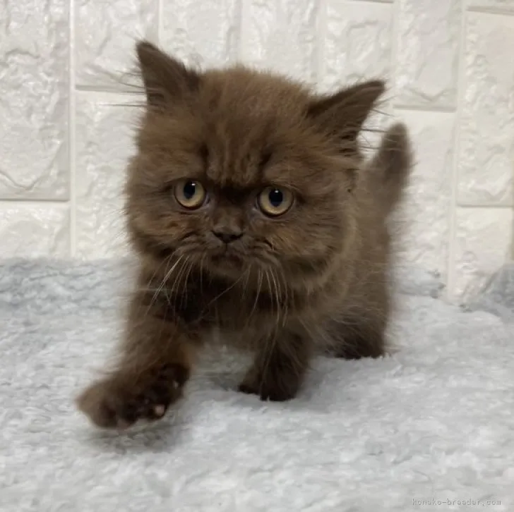 ID:2303-01890の子猫