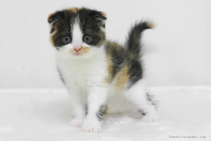 ID:1608-00460の子猫