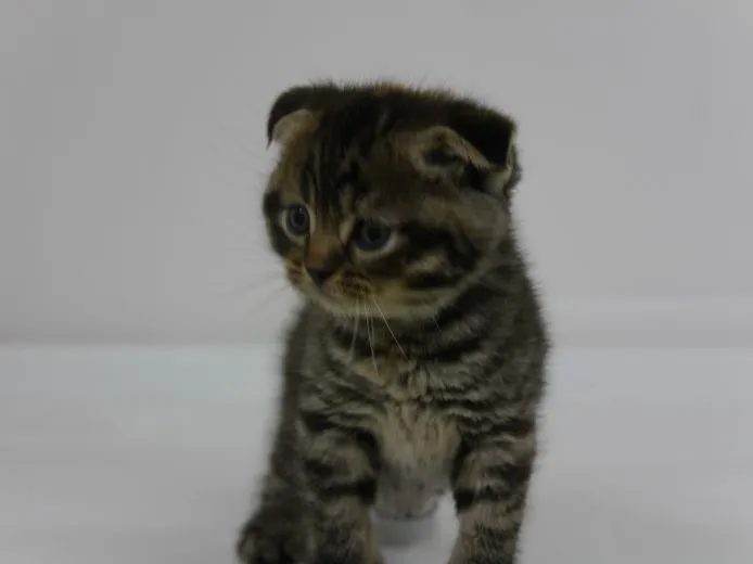 ID:1505-00172の子猫