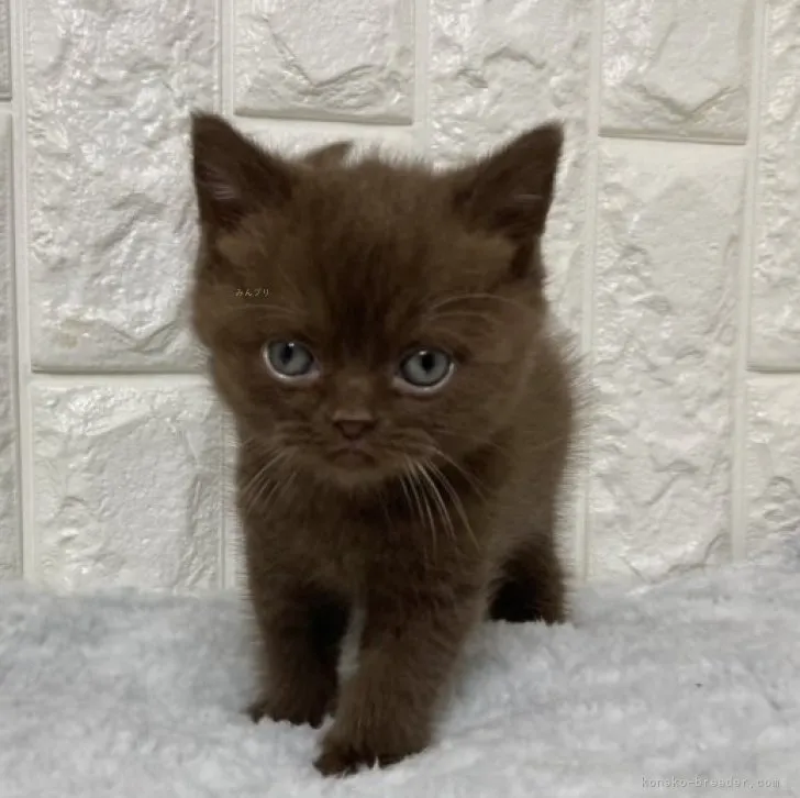 ID：2308-03392の子猫