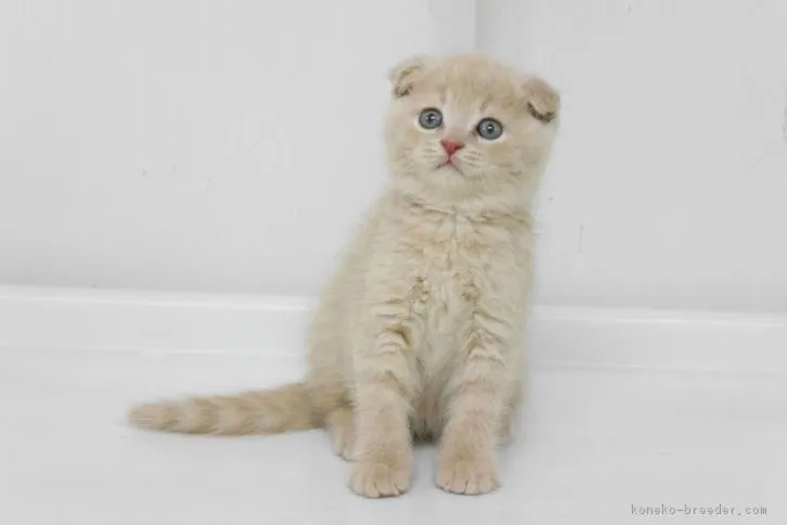 ID：1606-00700の子猫