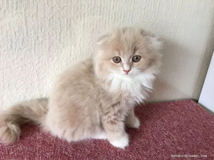 ID:1907-00677の子猫