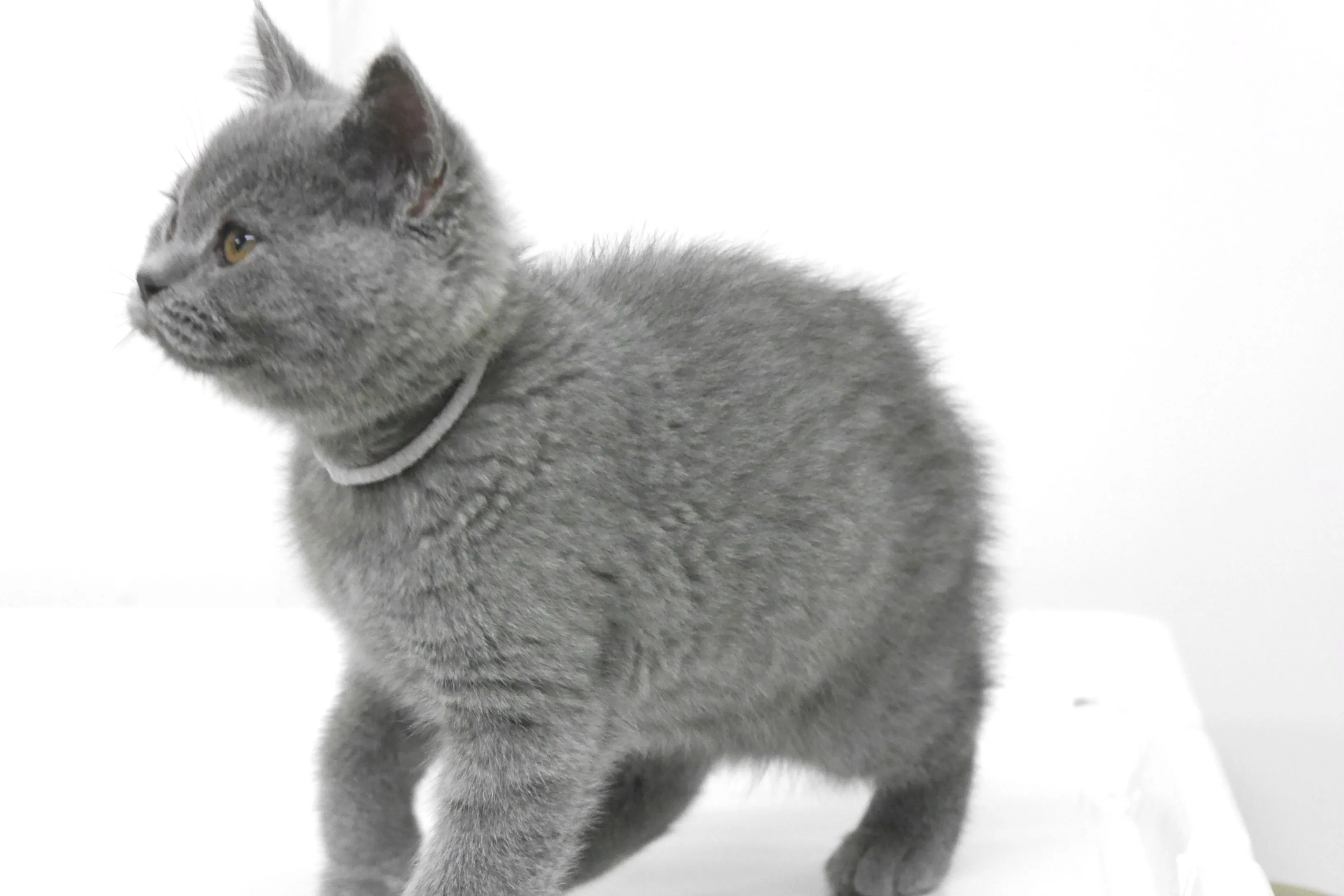 ID:1606-00208の子猫