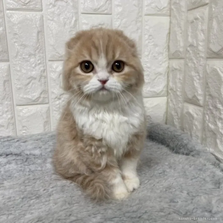 ID:2304-02427の子猫