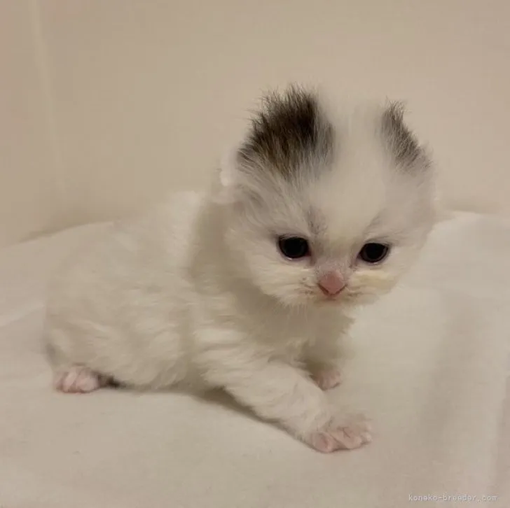 ID:2310-02988の子猫