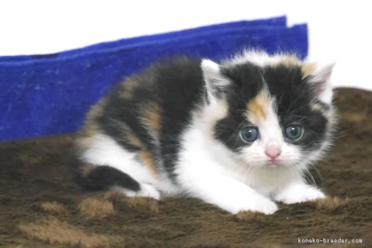 ID：1701-00029の子猫