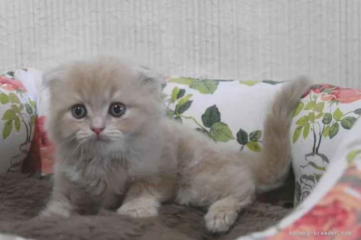 ID:1808-00338の子猫