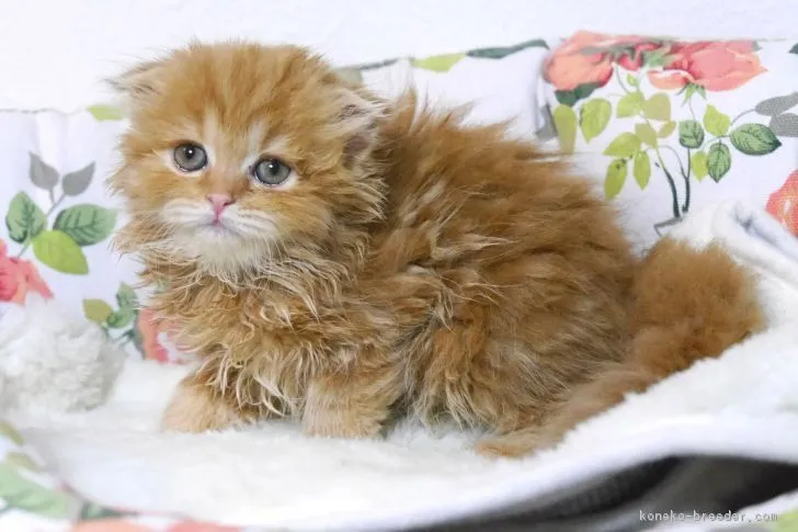 ID：1808-01087の子猫