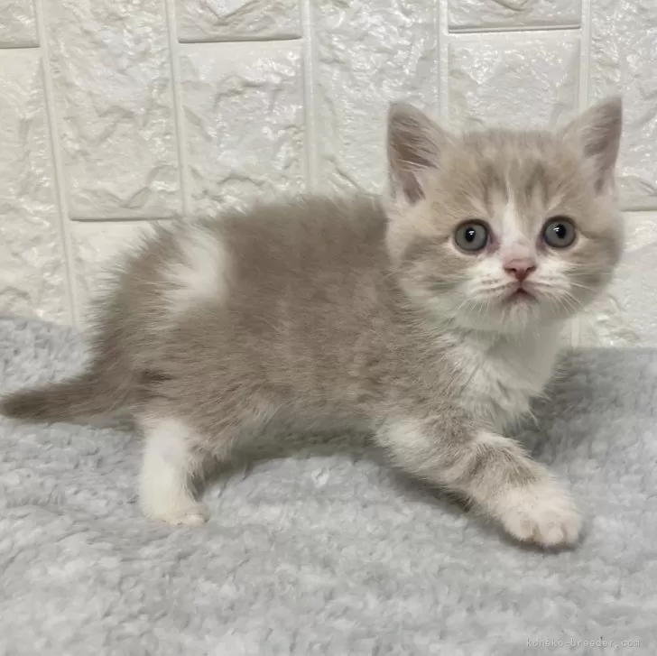 ID:2407-01208の子猫
