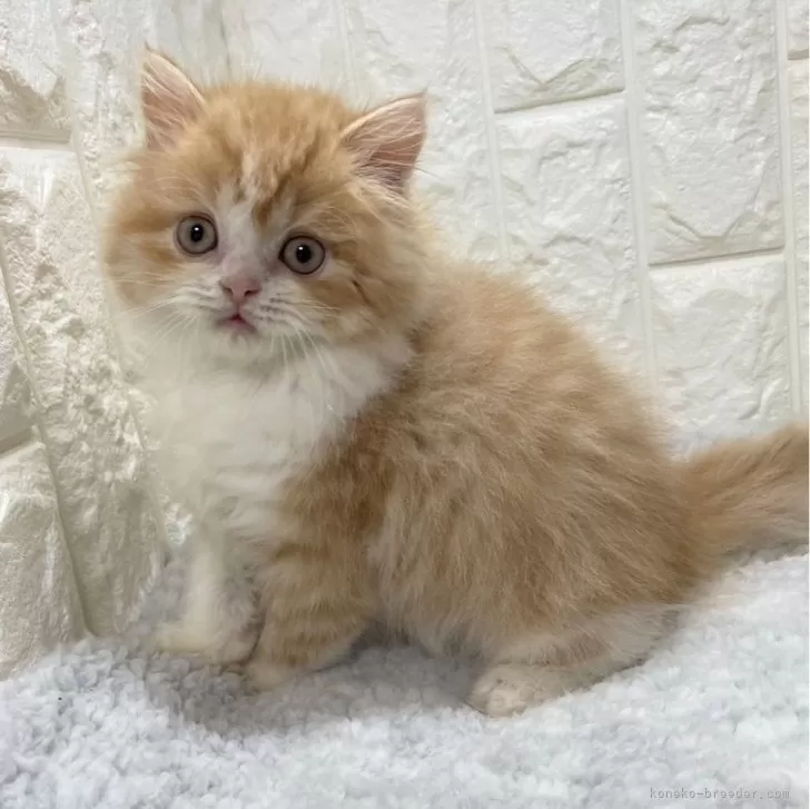 ID:2401-00940の子猫