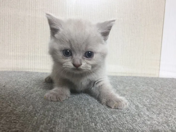 ID:1706-00502の子猫