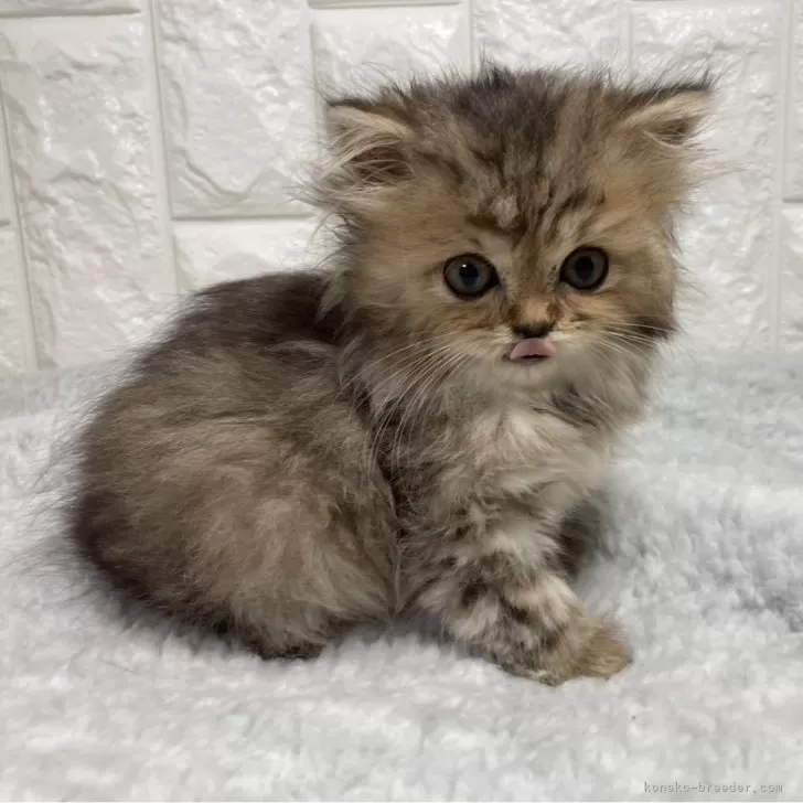 ID：2410-03050の子猫