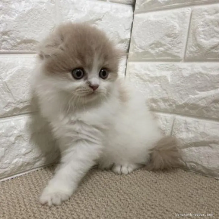 ID:2209-02600の子猫