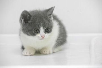 ブリティッシュショートヘア【大阪府・男の子・2016年4月4日・ブル-&ホワイト】の写真「とても可愛い男の子」