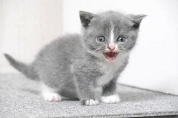 ブリティッシュショートヘア【大阪府・女の子・2016年10月31日・ブル-&ホワイト】の写真「とても可愛い女の子です。」