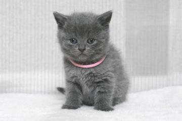 ブリティッシュショートヘア【大阪府・女の子・2017年1月17日・ブル-】の写真「とても可愛い女の子です。」