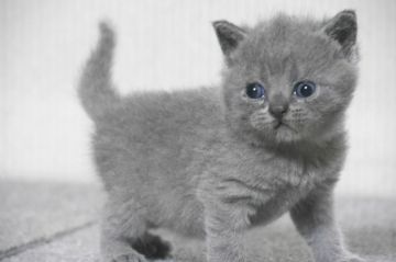 ブリティッシュショートヘア【大阪府・女の子・2017年7月6日・ブル-】の写真「とても可愛い女の子です。」