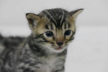 ベンガル【大阪府・男の子・2016年2月27日・ブラウンスポテッドタビ-】の写真「とても柄が綺麗な男の子」