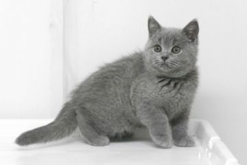 ブリティッシュショートヘア【大阪府・男の子・2016年3月17日・ブル-】の写真「とても元気な男の子です。」