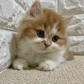 スコティッシュフォールド(立ち耳)【大阪府・女の子・2022年5月22日・レッドタビー&ホワイト】の写真1