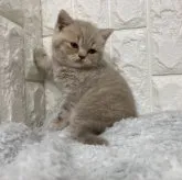 スコティッシュフォールド(立ち耳)【大阪府・男の子・2023年4月8日・ライラック】の写真1