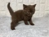 ブリティッシュショートヘア【大阪府・女の子・2023年7月30日・チョコレート】の写真2