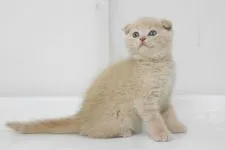 スコティッシュフォールド【大阪府・男の子・2016年5月3日・クリ-ム】の写真2