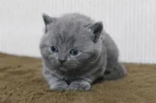 ブリティッシュショートヘア【大阪府・男の子・2017年11月10日・ブル-】の写真2