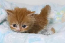 スコティッシュフォールド(立ち耳)【大阪府・女の子・2018年11月21日・レッド&ホワイト】の写真2