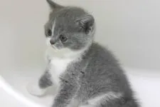 ブリティッシュショートヘア【大阪府・女の子・2016年4月4日・ブル-&ホワイト】の写真3