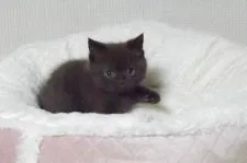 ブリティッシュショートヘア【大阪府・女の子・2020年10月25日・チョコレート】の写真3