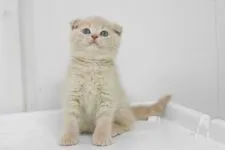 スコティッシュフォールド【大阪府・男の子・2016年5月3日・クリ-ム】の写真3