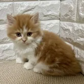 スコティッシュフォールド(立ち耳)【大阪府・女の子・2022年5月22日・レッドタビー&ホワイト】の写真3