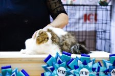 スコティッシュフォールド【・男の子・2020年8月23日・ブラウンマッカレルタビー&ホワイト】